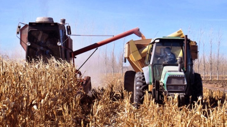 Se extiende el cultivo de maíz para forraje en Neuquén