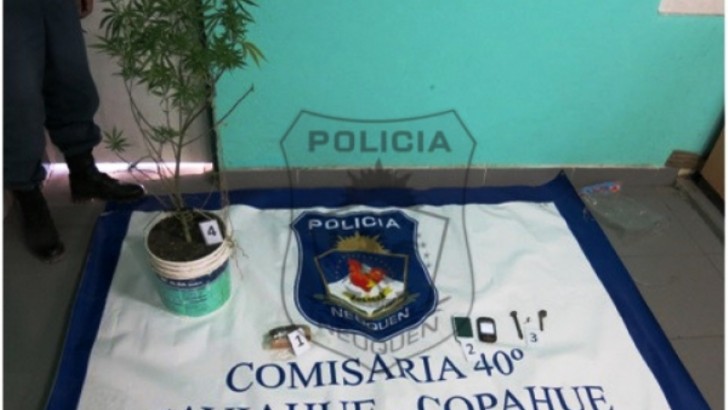 Operativo en Caviahue: Secuestran dos plantas y 220 gramos de marihuana
