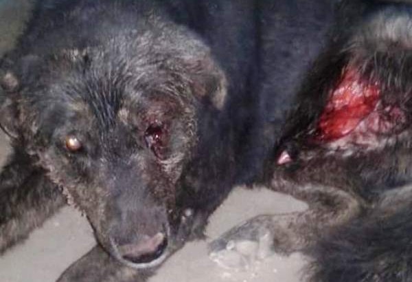 Zapala: Denuncian salvaje agresión a un perro
