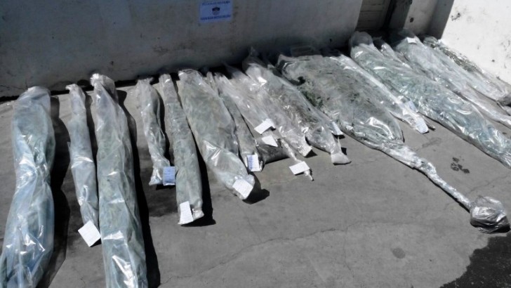 Zapala: Secuestraron 25 plantas de marihuana