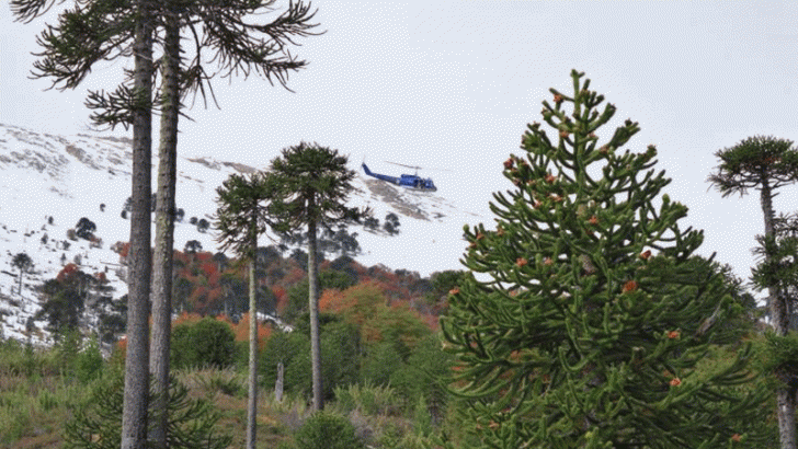 Moquehue: sembrando piñones en helicóptero