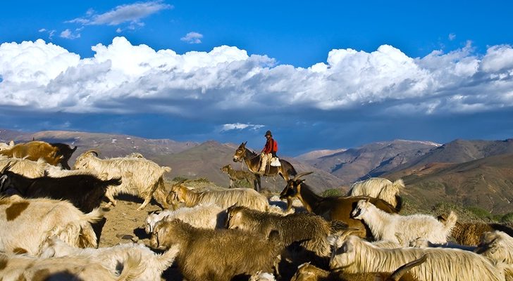 El Norte Neuquino priorizará la ganadería caprina y el turismo