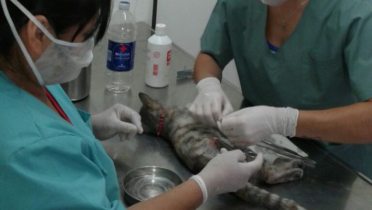 Se normaliza el servicio de esterilizaciones gratuitas de perros y gatos