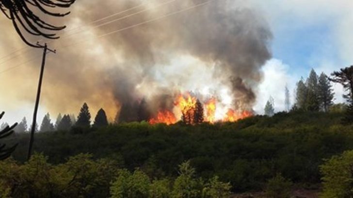 Incendio de bosque nativo en paraje La Angostura de Villa Pehuenia