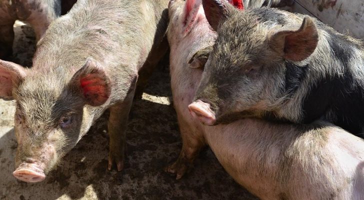 Aumenta la faena y consumo de carne porcina en Neuquén