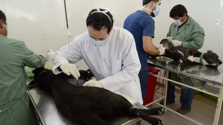 El municipio neuquino inauguró un nuevo quirófano para castraciones gratuitas de mascotas en el Oeste