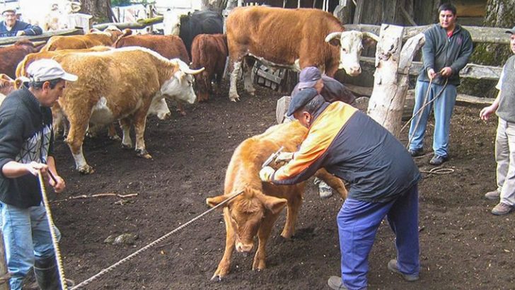 Culminó la primera etapa del plan de sanidad para bovinos y ovinos