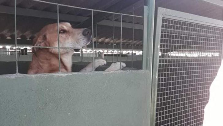 Rescatan perros de los caniles municipales de Zapala