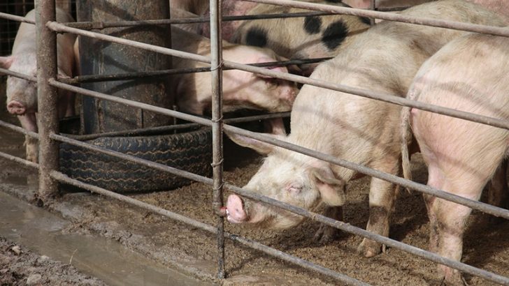 El sector porcino de Neuquén se reúne para actualizar conocimientos