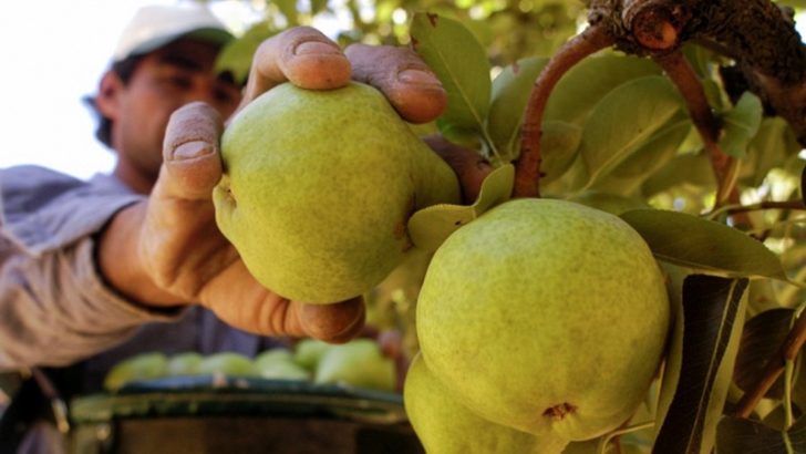 En 2019 se destinaron 87,5 millones de pesos al sector frutícola