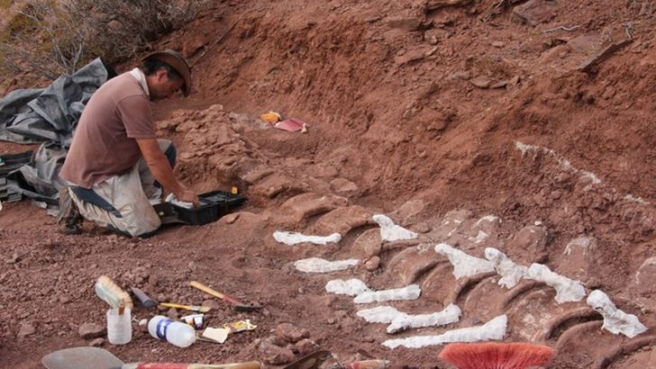 Neuquén: un científico que participó del hallazgo de los fósiles del dinosaurio gigante dijo que podría haber más huesos en la zona