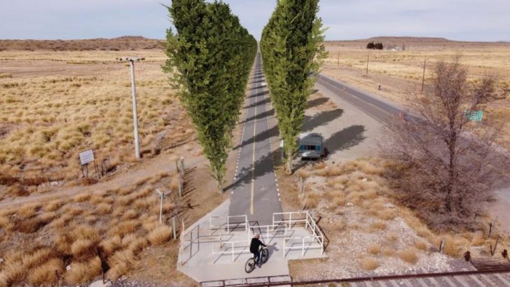 Comienzan a plantar los 5.000 árboles que darán vida a la ciclovía en Zapala