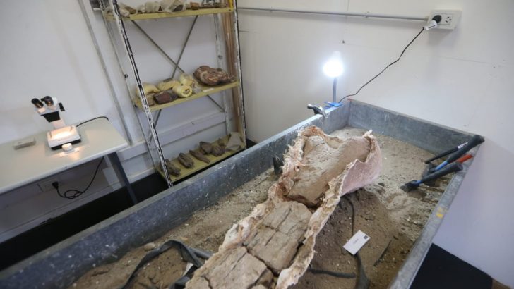 Neuquén tiene un Laboratorio de Investigación en Arqueología y Paleontología