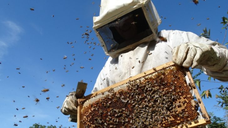 La apicultura crece en Neuquén