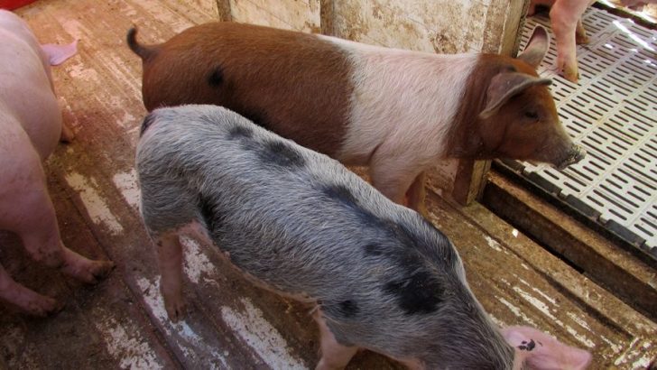 Productor porcino realizó una experiencia para producir capones