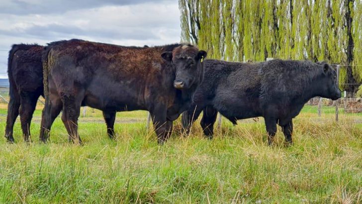 Se realizará la primera feria remate de toros en Loncopué