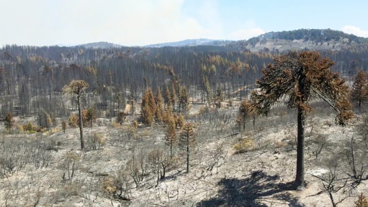 Siete de cada diez incendios forestales son por acciones humanas