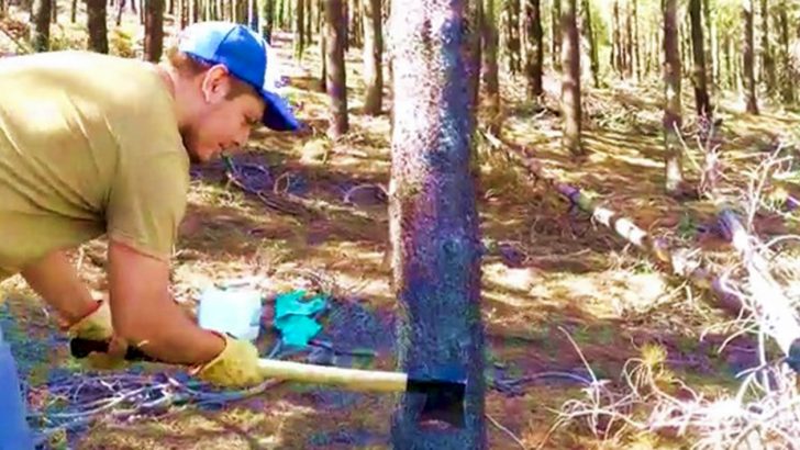 Instalan parcelas trampa para el control de la “avispa taladradora de los pinos”