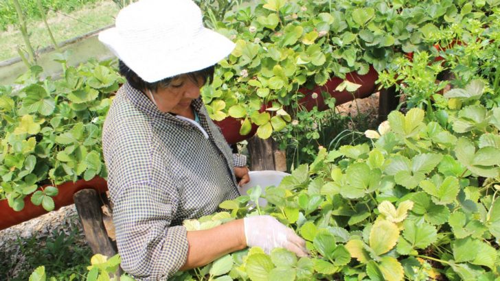 Lanzan nuevas líneas de crédito para productores fruti-hortícolas de la provincia