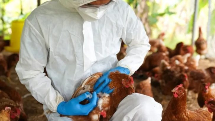Gripe aviar en Neuquén: cómo es el operativo y que realizarán en Zapala
