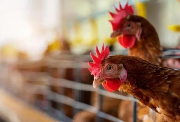 Gripe aviar: Refuerzan medidas por nuevos casos