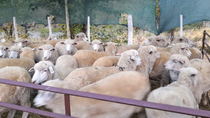 Campaña contra la Sarna, Melofagosis y Pediculosis de ovinos en la Provincia