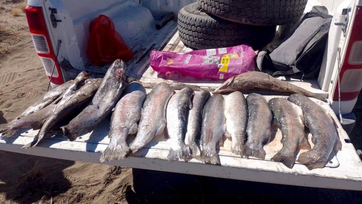 Continúan los operativos de control de pesca ilegal