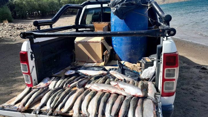 Pesca ilegal: secuestraron 132 salmónidos y labraron 30 actas de infracción